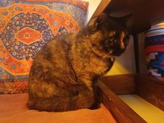 -Sirena海妖日咖夜酒