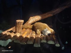 -广州长隆飞鸟乐园