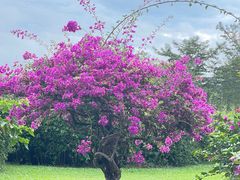 -中国科学院西双版纳热带植物园