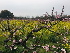 -南汇水蜜桃采摘(大团店)