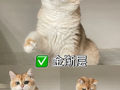 -lincat·猫舍(广州店)