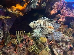 -上海海洋水族馆