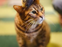 -猫猫幼稚园·撸猫·桌游·电玩