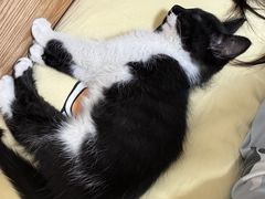 -艾贝尔宠物医院·24H转诊中心·肿瘤猫专科(江宁双龙店)