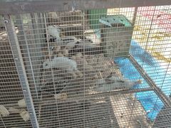 -草根堂农场