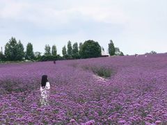-紫颐香薰山谷景区