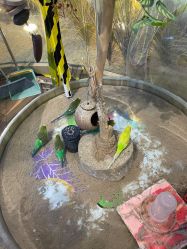 -卡通尼·Safari非洲探索乐园·生日会(金桥国际商业广场店)