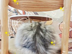 -Let's go狗咖·猫咖·奶狗·桌游(春熙路IFS店)