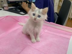 -北京观赏动物医院·24小时大型综合·猫专科·异宠专科
