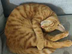 -佳雯宠物医院·皮肤科·内外科(春晓路分院)