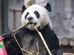 -栾川竹海野生动物园