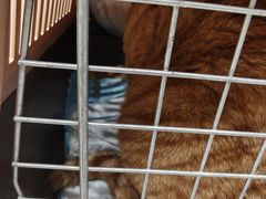 -艾吉宠物医院·疑难杂症转诊中心·猫友好(碧江路院)