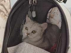 -纳吉亚猫专科动物诊疗中心(蒋宅口分院)