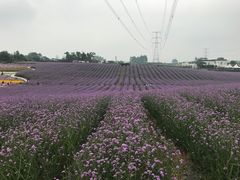 -紫颐香薰山谷景区
