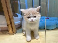 -momokira米努特·德文卷毛猫·棉花面纱犬