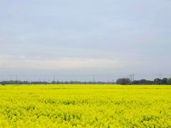 -西京湾花海
