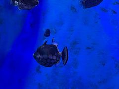 -江和美海洋公园