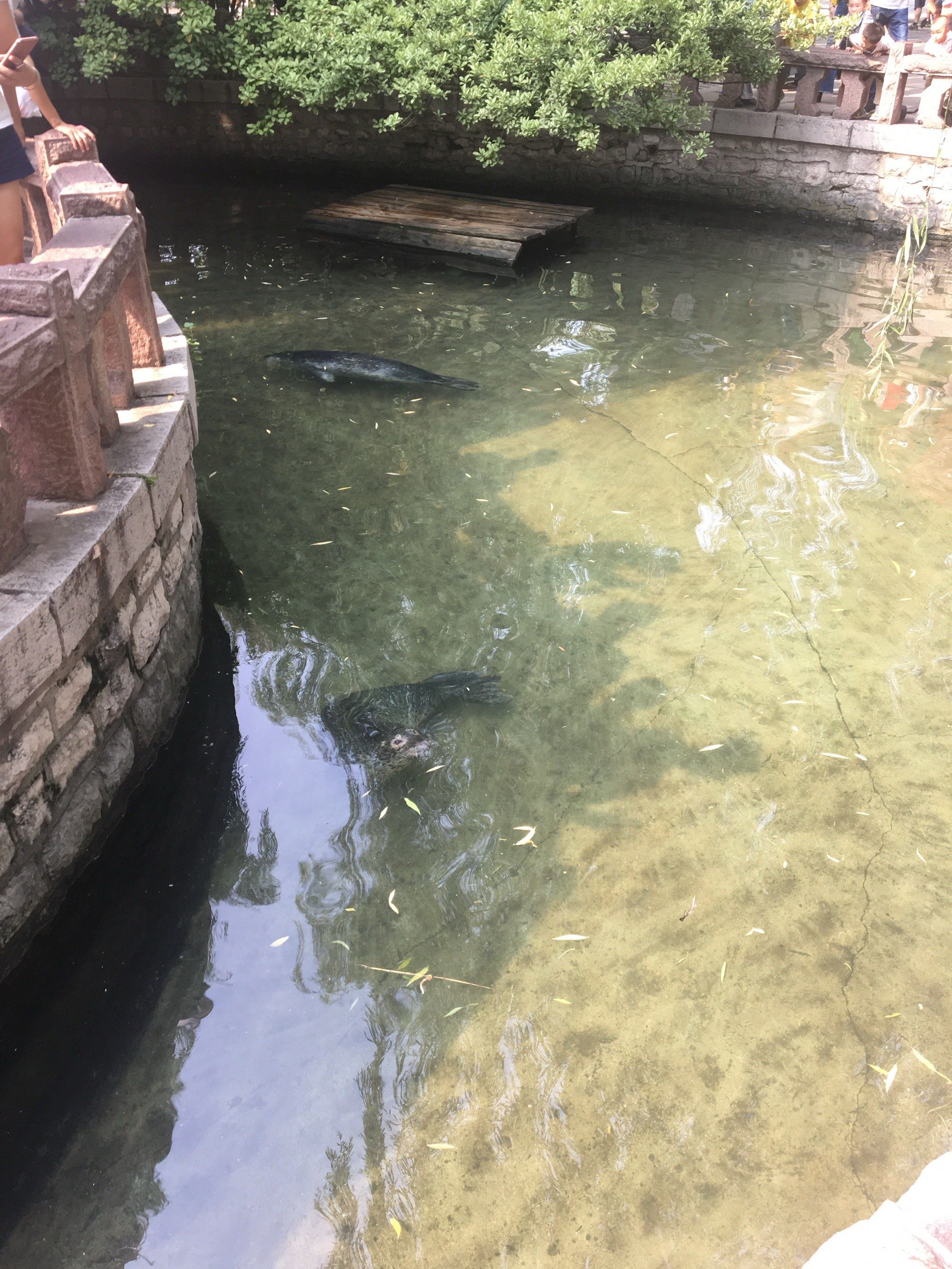 趵突泉的海豹