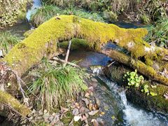 -五营红松林海景区