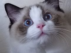 -lincat·猫舍(广州店)
