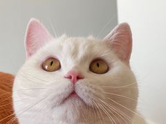 -安安宠医·安宠宠物医院