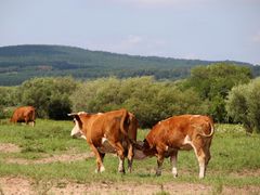 -塞罕坝国家级自然保护区