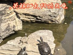 -关林
