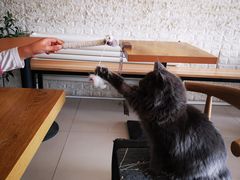 -平行世界·猫咖(首经贸店)