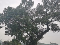 -午潮山国家森林公园