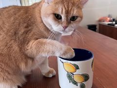 -有猫主题·治愈系猫咖(曾厝垵店)