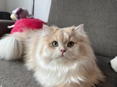 -lincat·猫舍(广州店)