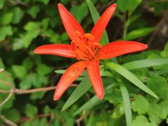 -白草畔自然风景区