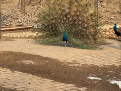 -石家庄市动物园