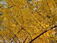 -星巴克(兰桂坊店)