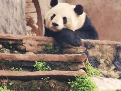 -中国大熊猫保护研究中心雅安碧峰峡基地