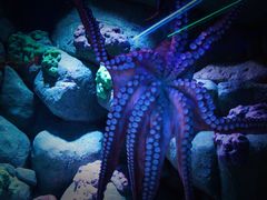 -新加坡海洋生态馆