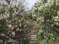 -群力丁香公园