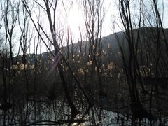 -西湖风景区-江洋畈生态公园