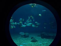 -北戴河圣蓝海洋公园