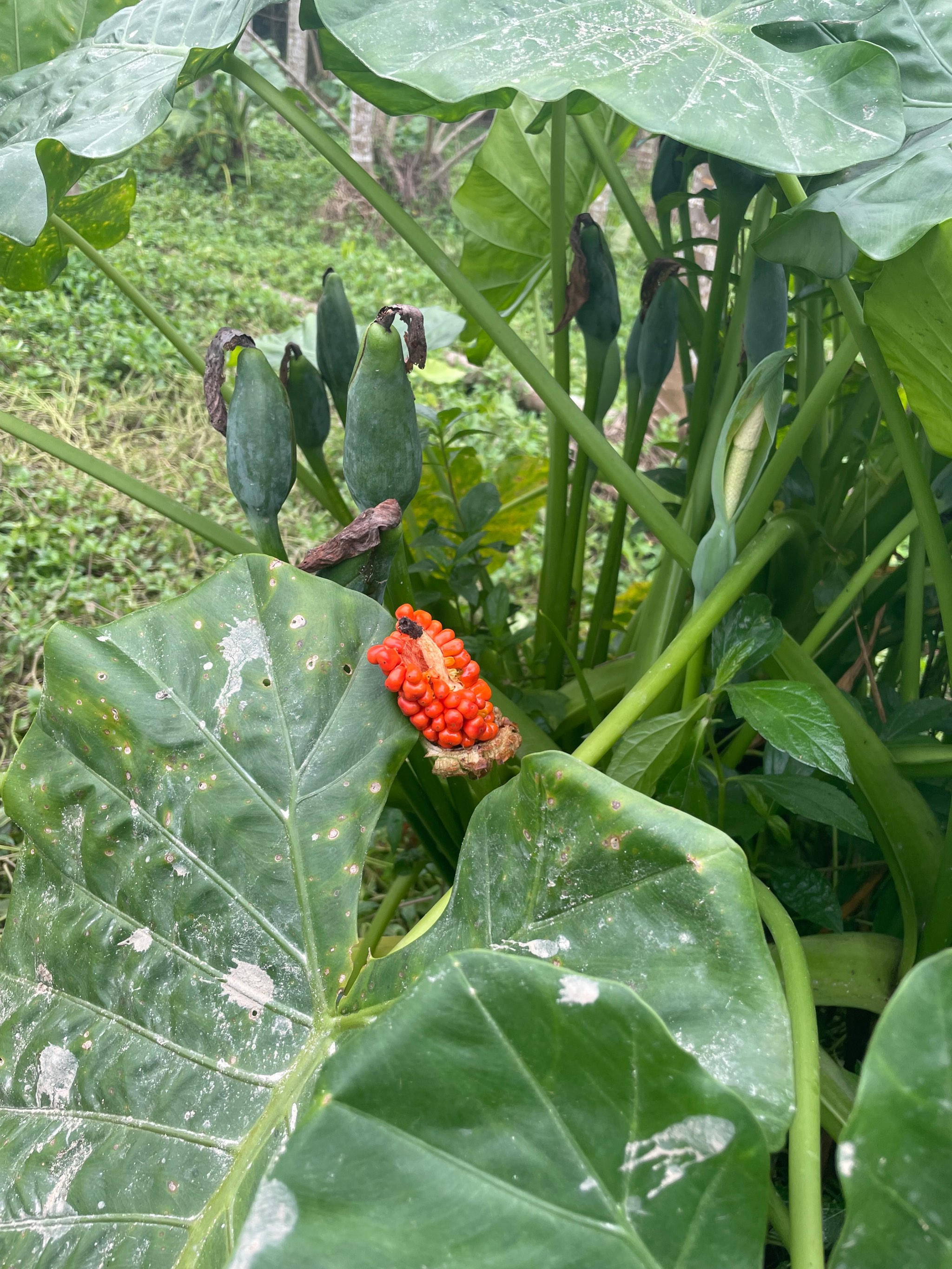 番芋头植物图片