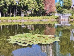 -荔枝公园(福田区)
