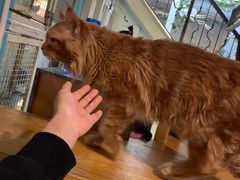 -猫小院猫主题咖啡厅(北锣店)