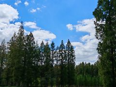 -黄海国家森林公园