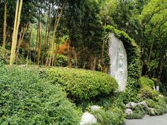 -十八棵（老龙井）御茶园(老龙井店)