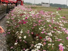 -桤木河湿地公园