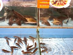 鱼池-饭怕鱼(阳光100店)
