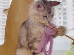 -十年猫舍·猫咪专门店(普陀店)