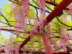 -嘉定紫藤园