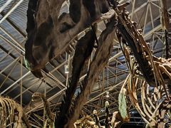 -世界恐龙谷景区