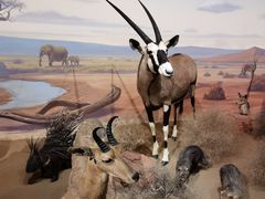 -陕西自然博物馆